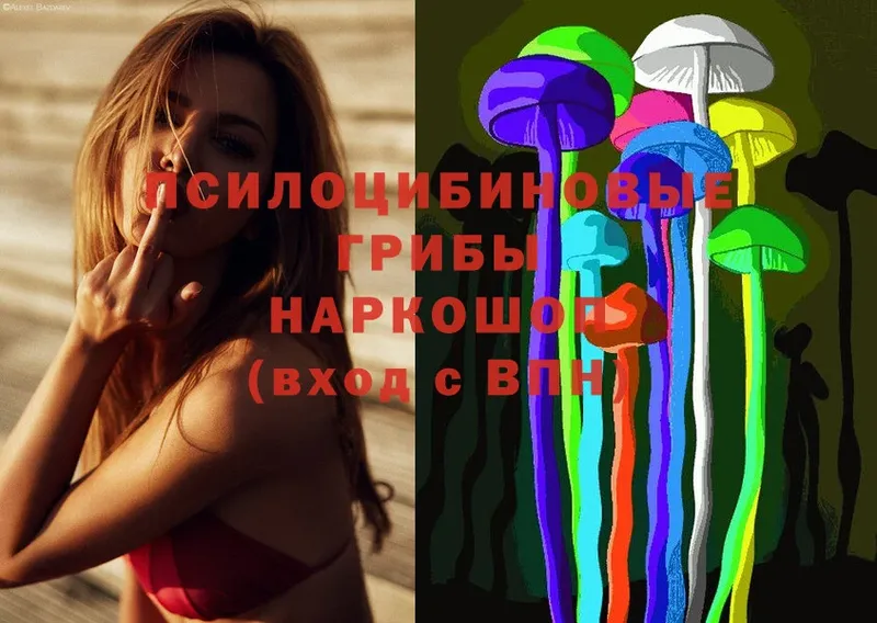 Галлюциногенные грибы Psilocybine cubensis  Звенигово 